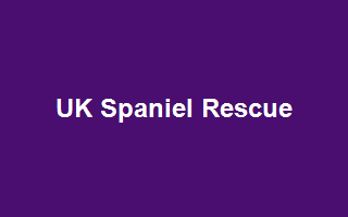 UK Spaniel Rescue