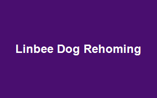 Linbee Dog Rehoming